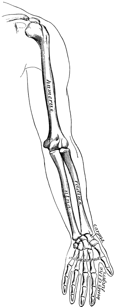 388x1024 Arm Bones Clipart Etc