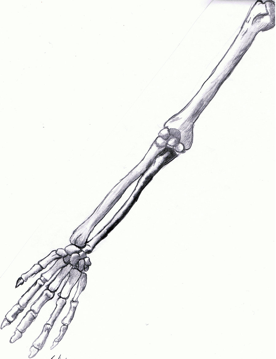 900x1172 Bilderesultat For Skeleton Arm Drawing Illustration