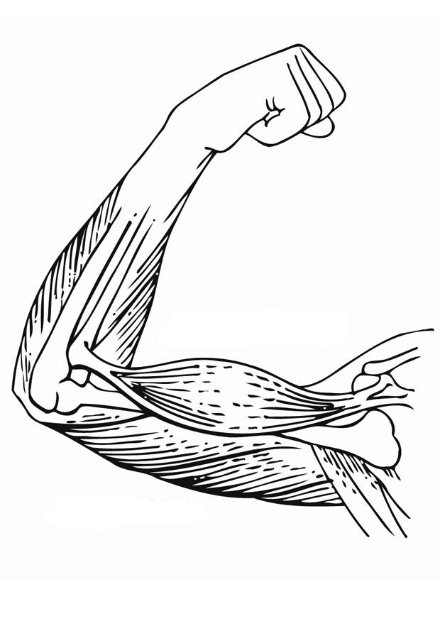 620x875 Coloring Page Arm Muscles