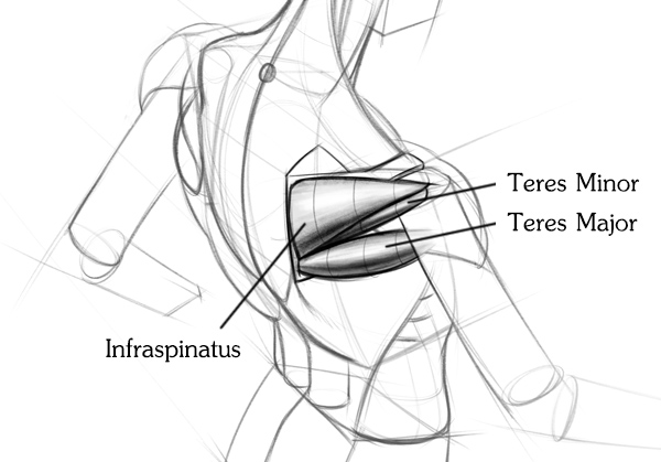 600x419 How To Draw Shoulder Muscles