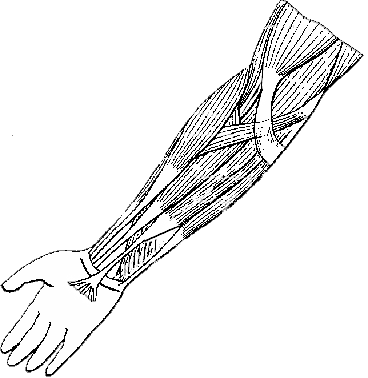740x761 Muscles Of The Arm