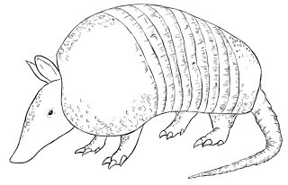 320x206 How To Draw An Armadillo