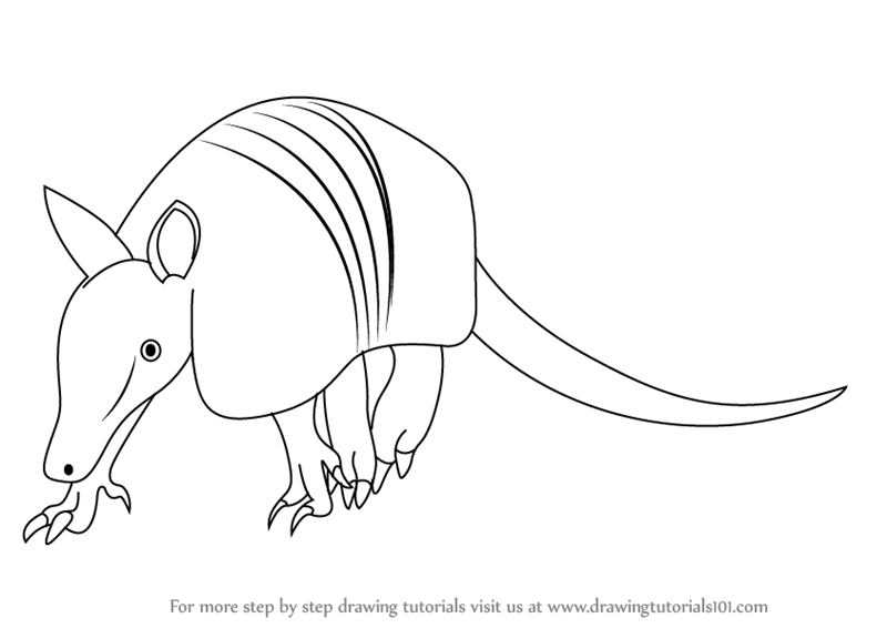 800x566 Learn How To Draw A Armadillo (Wild Animals) Step By Step