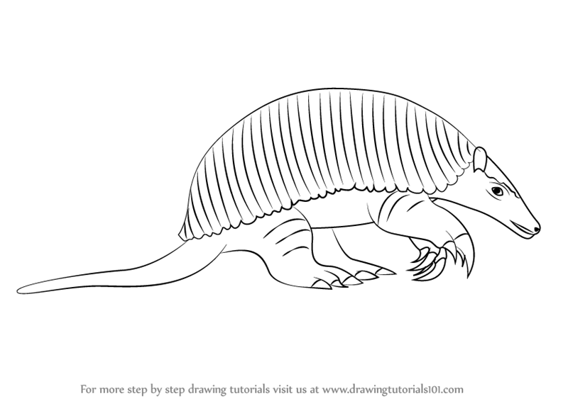 800x566 Learn How To Draw A Giant Armadillo (Other Animals) Step By Step