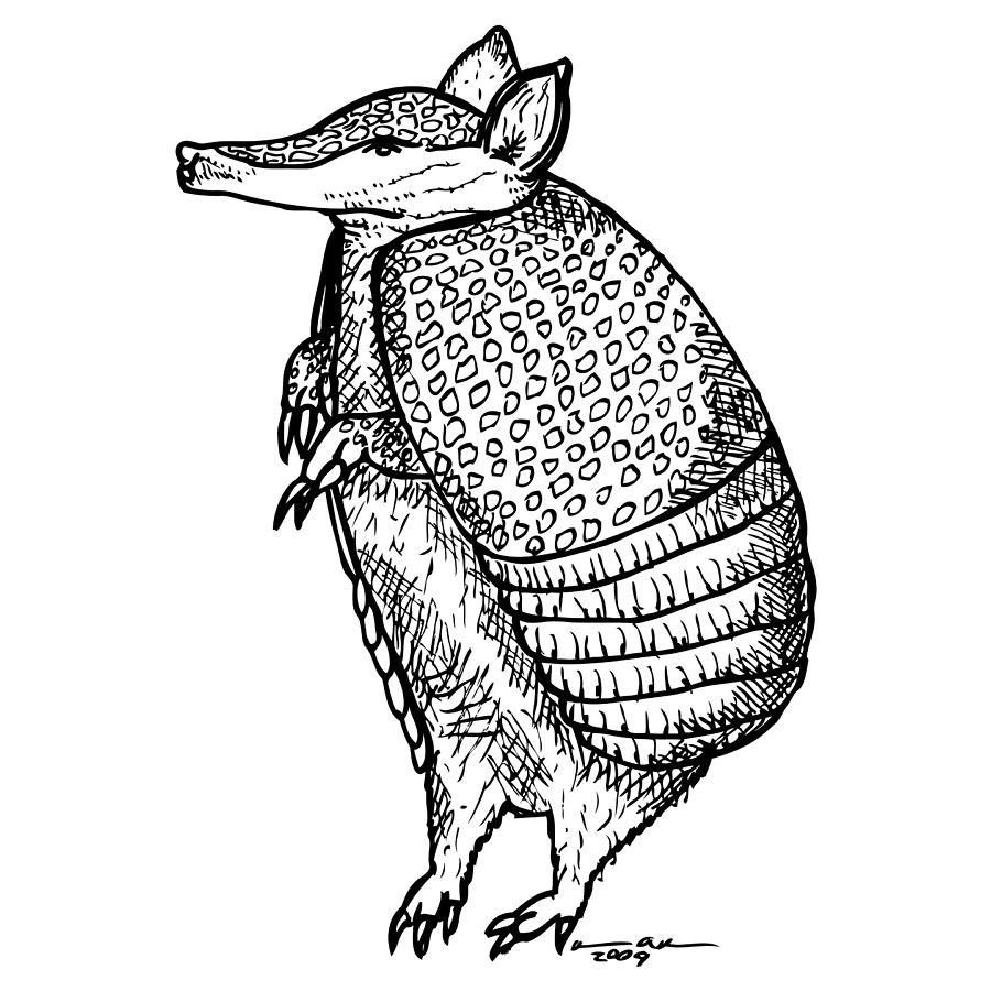900x900 Standing Armadillo Drawing By Karl Addison