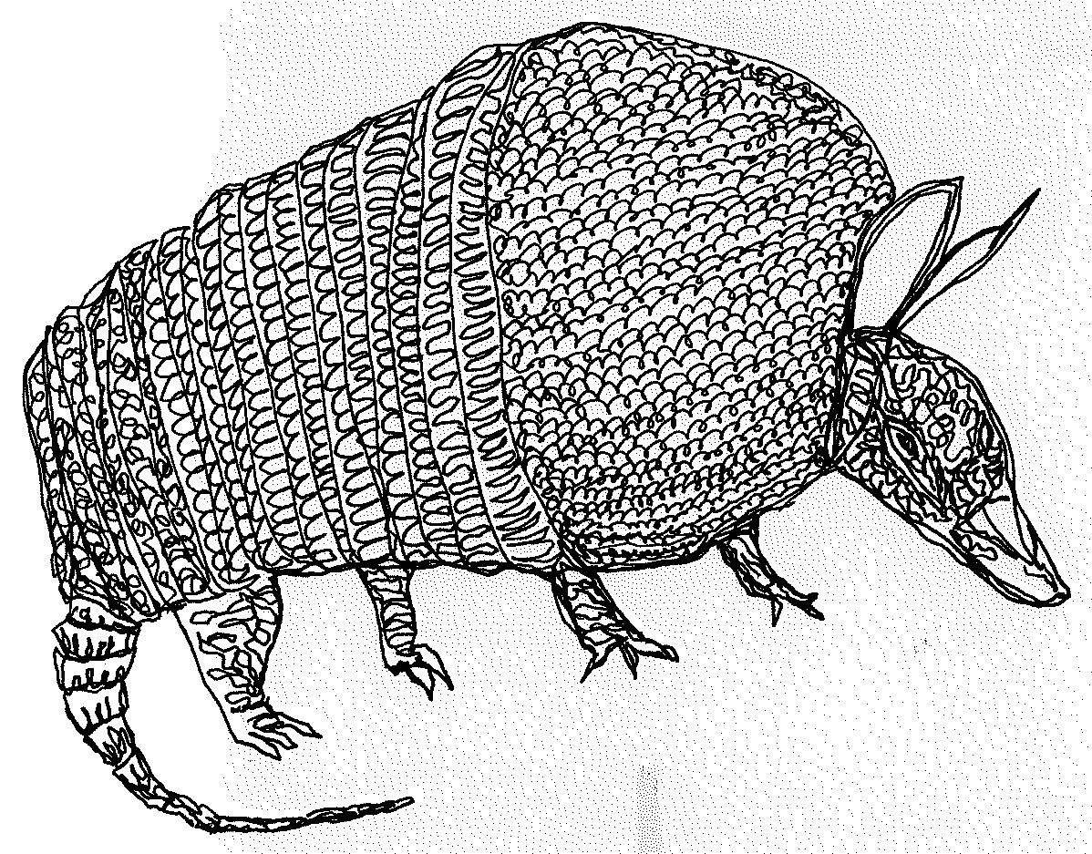 1198x937 The Quotidian Journal Meet Stamp, The Armadillo, In His Coat