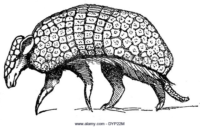 640x406 Armadillo Black And White Stock Photos Amp Images