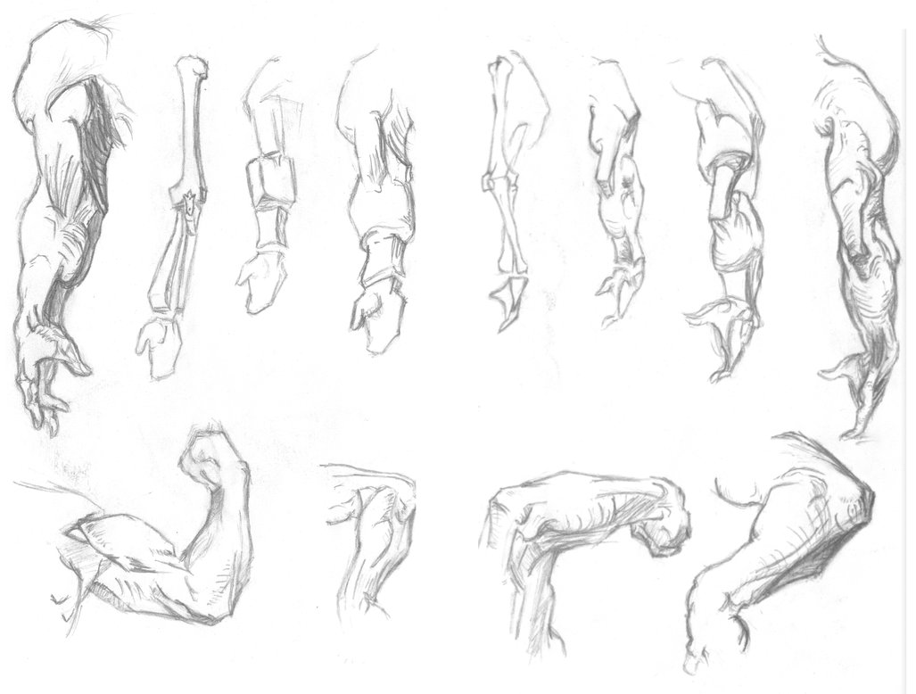 1027x778 Arm Sketches By Stokesworthsteele