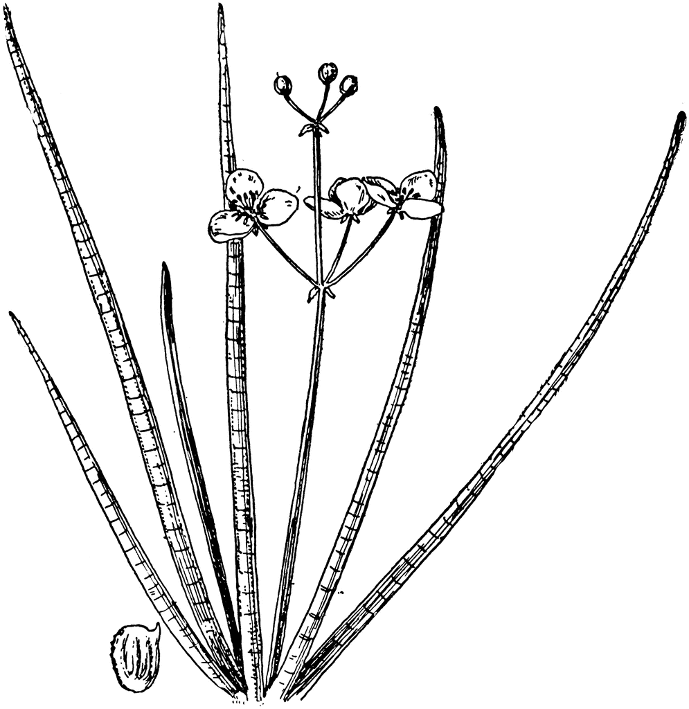 995x1024 Slender Arrowhead Clipart Etc