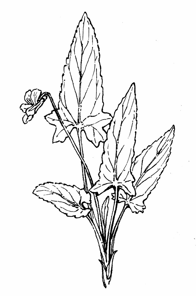 663x1000 Viola Sagittata (Arrowhead Violet) Go Botany