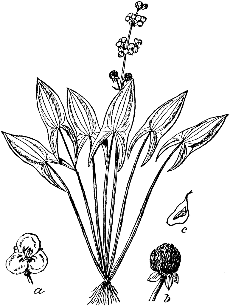 772x1024 Arrowhead Clipart Etc