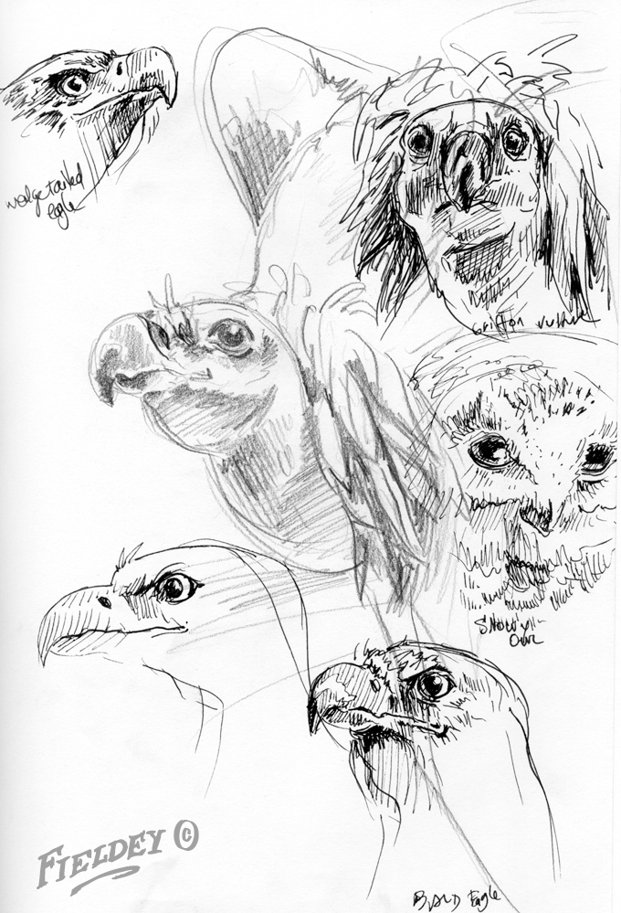 680x999 Sketchbook Art Fieldey Art