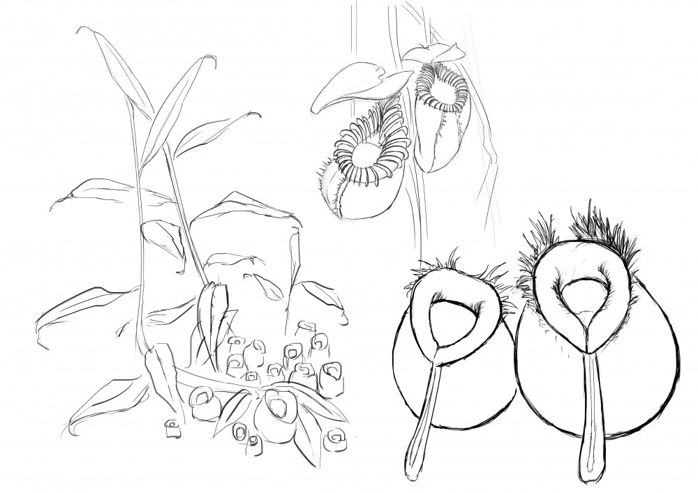 1000x707 Feng Zhu School Of Design Entry Test Snoozster