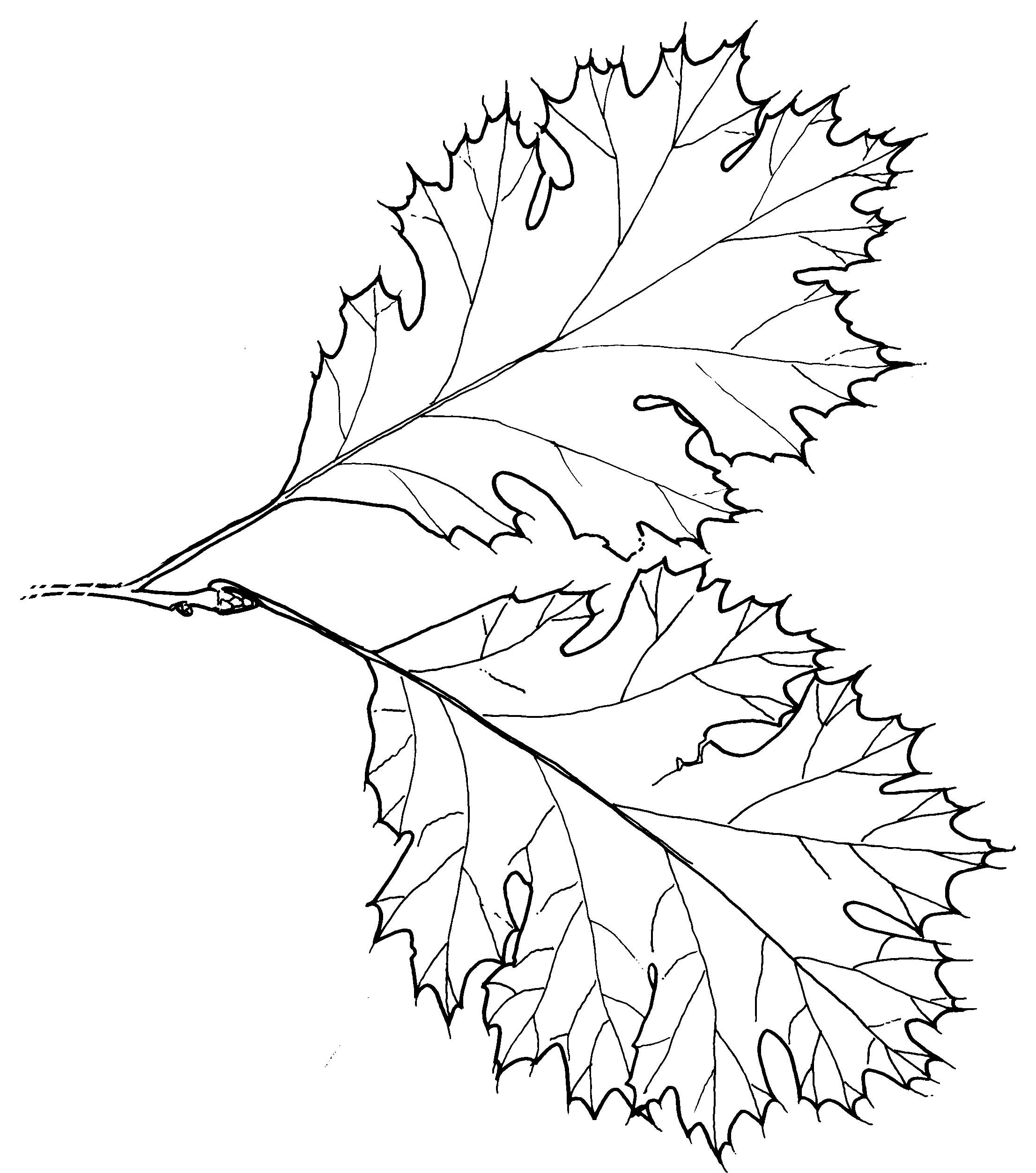 2212x2505 John Muir Laws Lesson Black Oak Drawing Ideas John