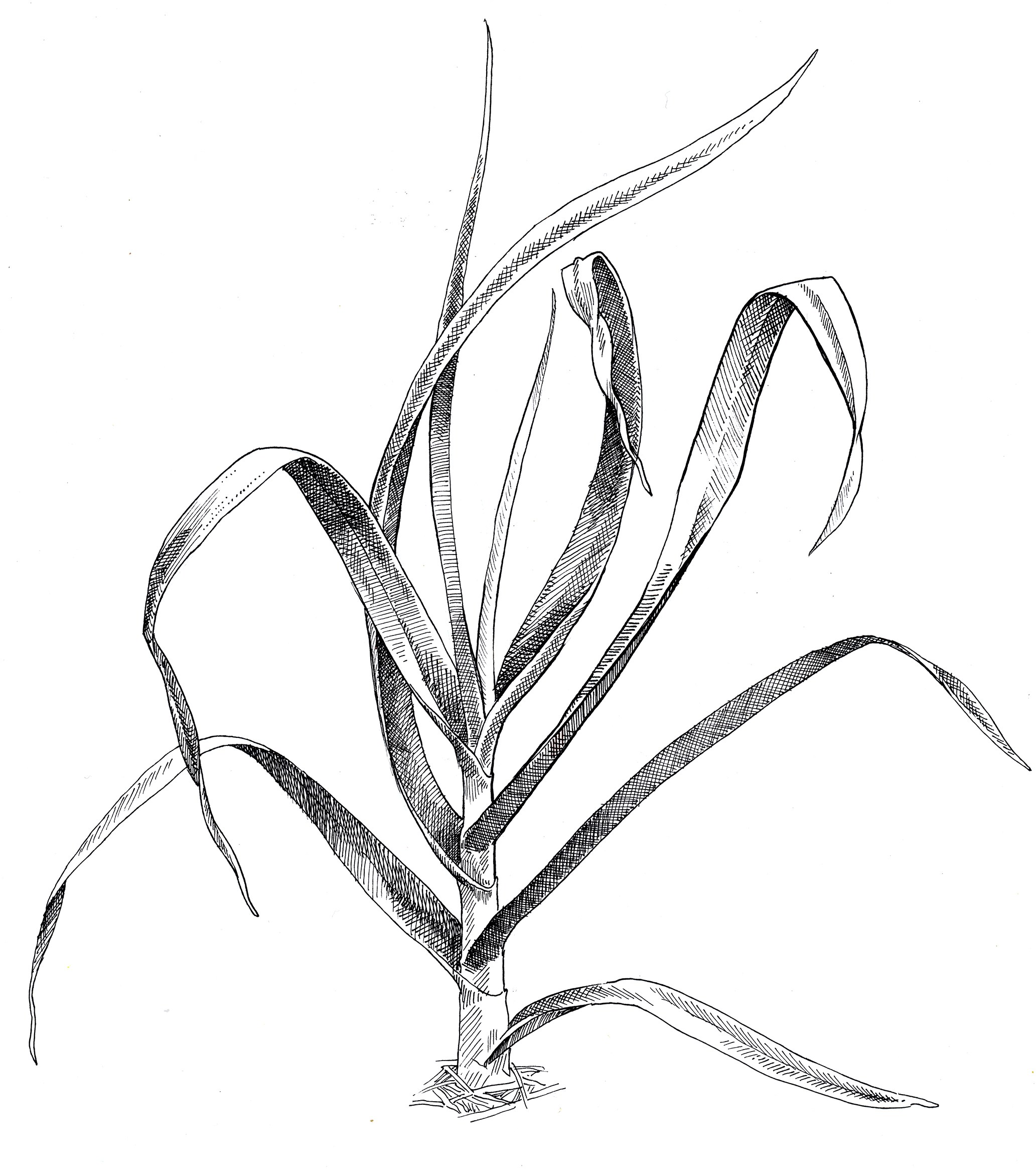 2065x2335 Artichoke Garlicana