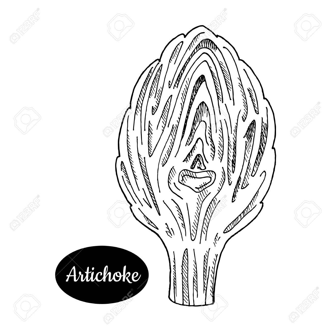 1300x1300 Artichoke. Hand Drawn Sketch Style Vector Illustration. Isolated