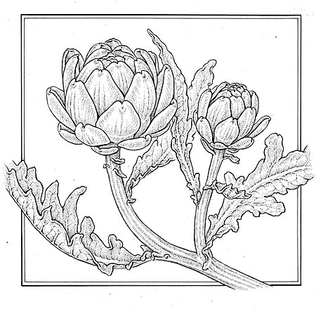 450x440 Bobbi Angell