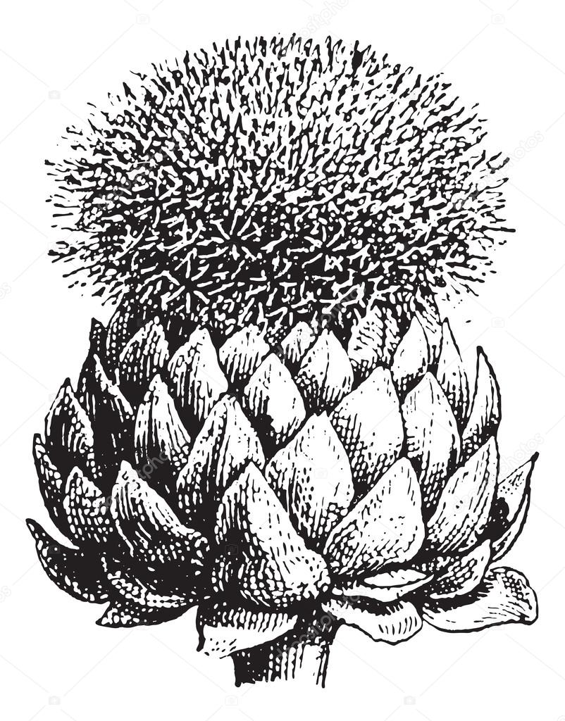 802x1024 Fig.17. Atichoke Or Globe Artichoke, Vintage Engraving. Stock