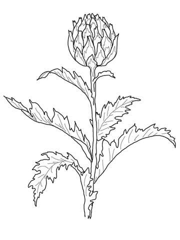 360x480 Globe Artichoke Coloring Page Free Printable Coloring Pages