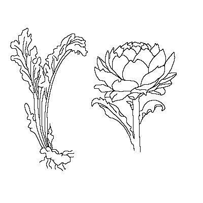 400x400 Globe Artichoke