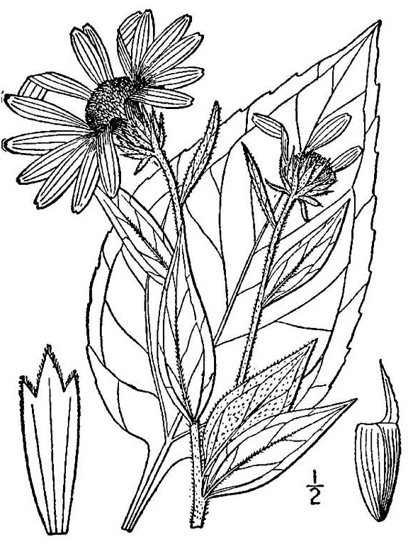 583x768 Jerusalem Artichoke