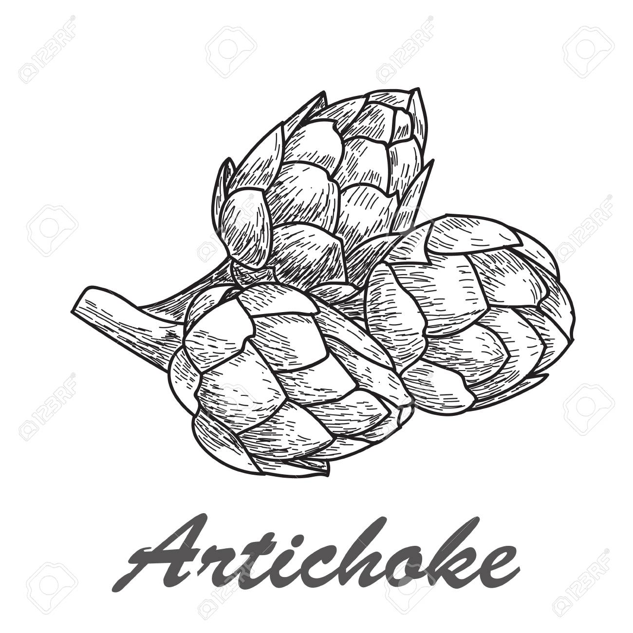 1300x1300 Vector Hand Drawn Artichoke Illustration Stock Photo, Picture