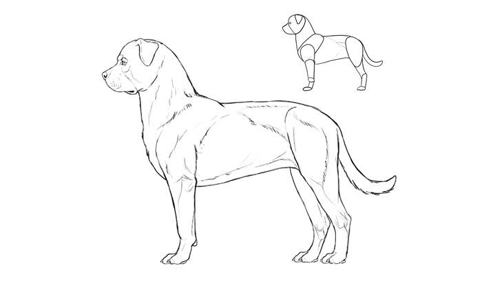 700x409 How To Draw A Dog Details Make The Difference