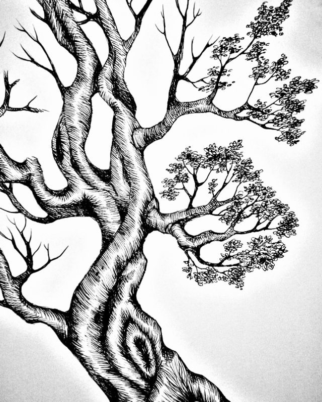 640x800 Tree Sketch