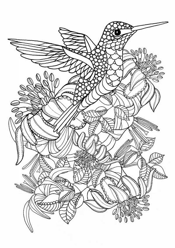 570x807 Hummingbird Printable Coloring Pages. Digital Download