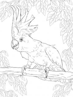 236x315 Draw Budgie Parakeet 16.jpg Artsy Stuff Budgies