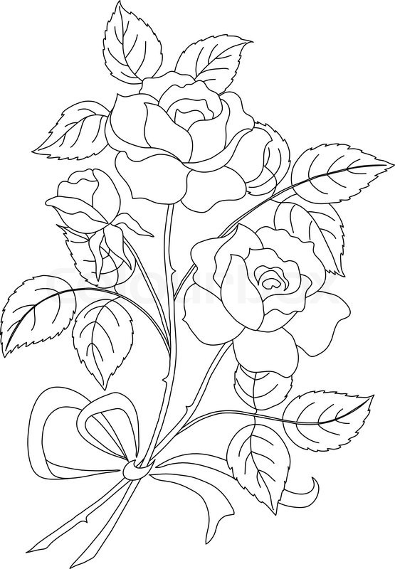 555x800 Climbing Rose Line Art