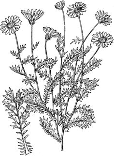 236x321 Igtanthemis Cotulaltigt Tattoo Sketches, Artsy