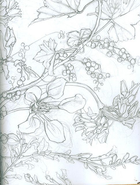 485x640 Contour Flower Drawing Contour Line Contours