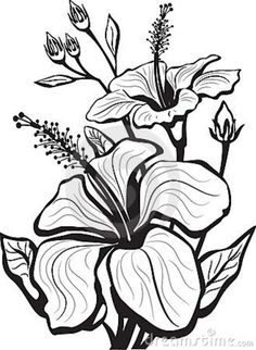 236x322 Hibiscus Bush Illustration