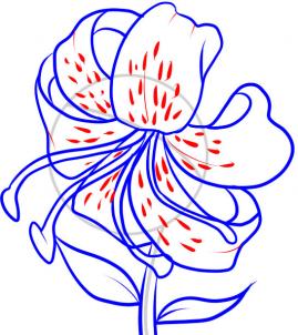 269x302 How To Draw A Tiger Lily Step 6 Get Artsy ))