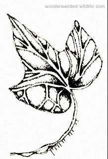 218x320 February Birth Flower By Month 2 @ Wonderweirded Acc