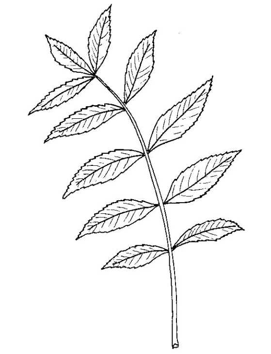 559x730 Biological Drawing Of Ash Leaf Resources For Biology Education