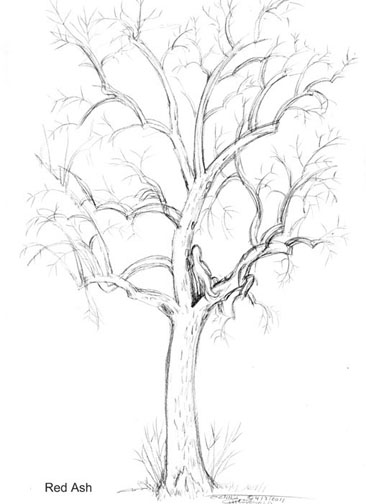 Ash Tree Drawing at GetDrawings | Free download