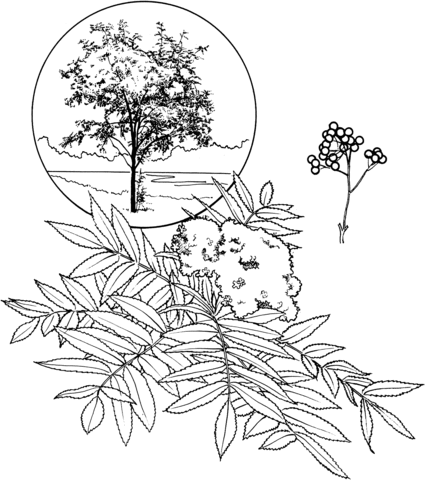 425x480 American Mountain Ash Coloring Page Free Printable Coloring Pages