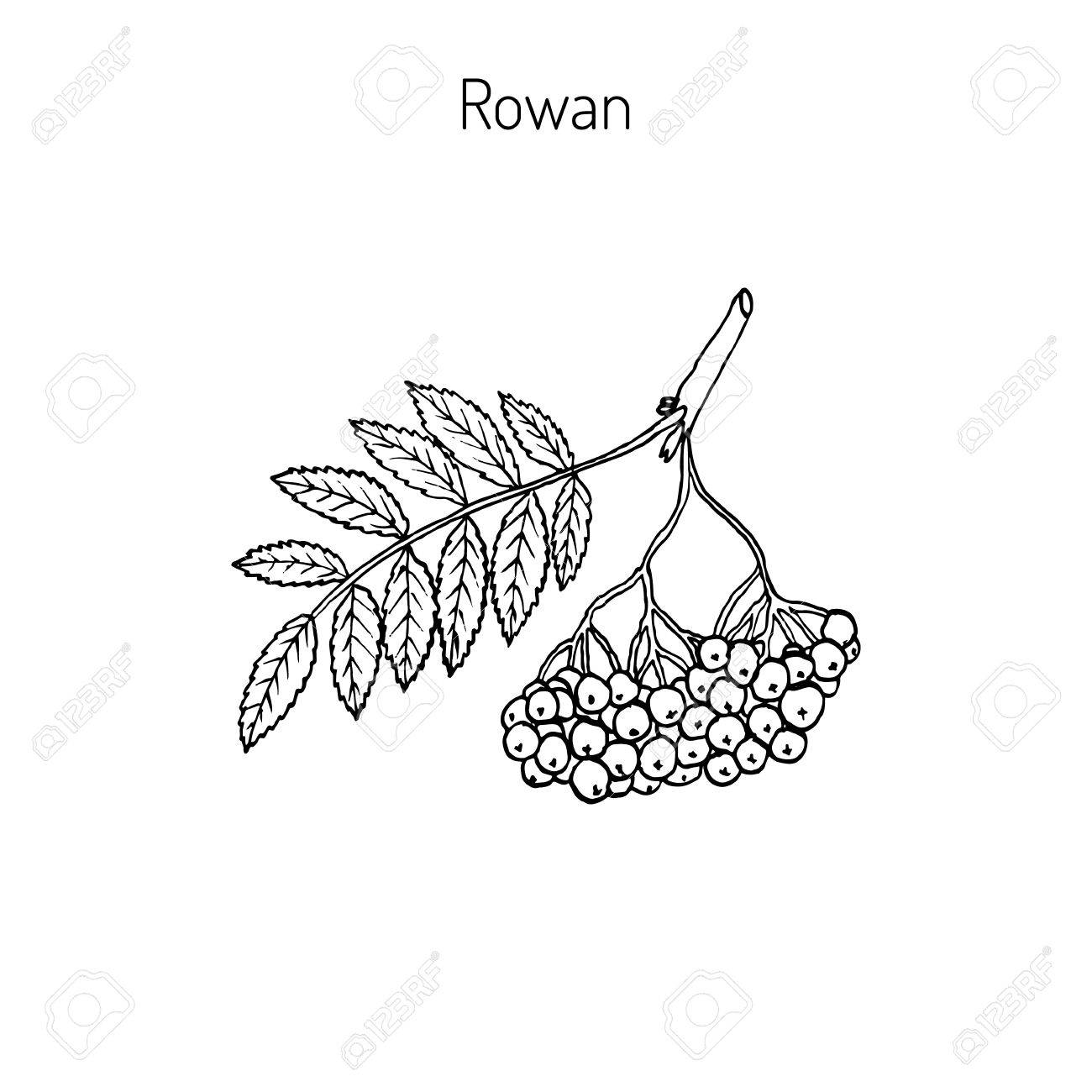 1300x1300 Rowan Or Mountain Ash Tree Branch With Berries. Vector