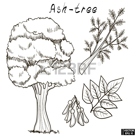 450x450 Vector Illustration. Color Green Sketch Of A Tree. A Set Of Doodle