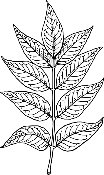 354x594 Ash Leaves Clip Art