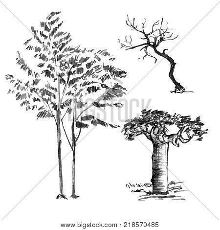 450x470 Ash Tree Images, Illustrations, Vectors