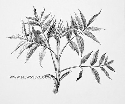 400x332 Ash Shoot By Sarah Simblet For The New Sylva Botanical Art