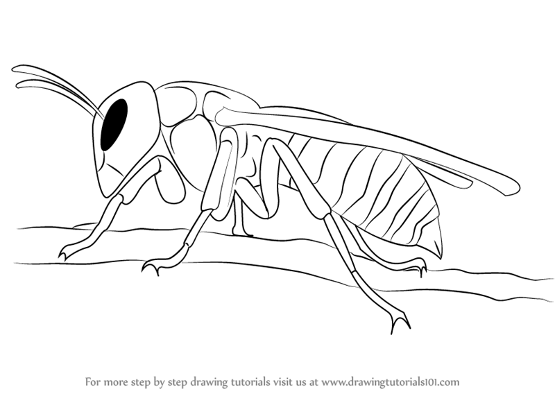 800x568 Learn How To Draw A Asian Giant Hornet (Insects) Step By Step