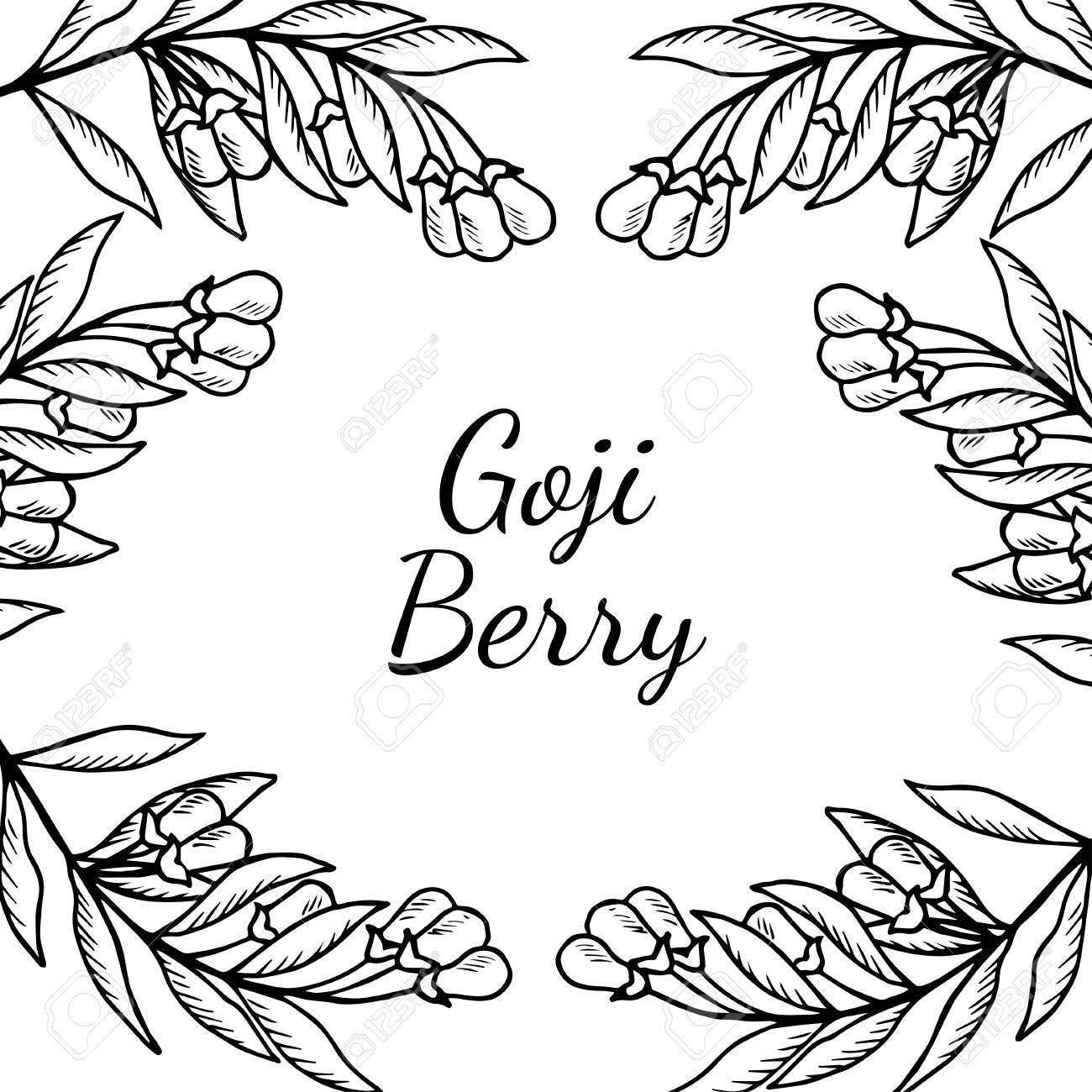 1300x1300 Superfood Organic Asian Berry. Illustration In Sketch Style