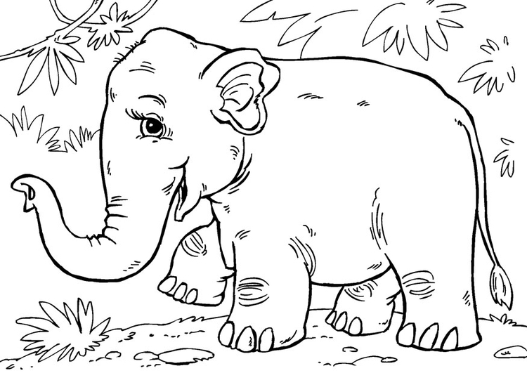 750x531 Coloring Page Asian Elephant