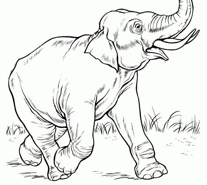 670x600 Drawing Pages Of Animals Animal Drawings Coloring Pages Asian