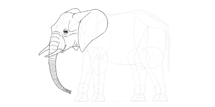 850x425 How To Draw An Elephant Step By Step