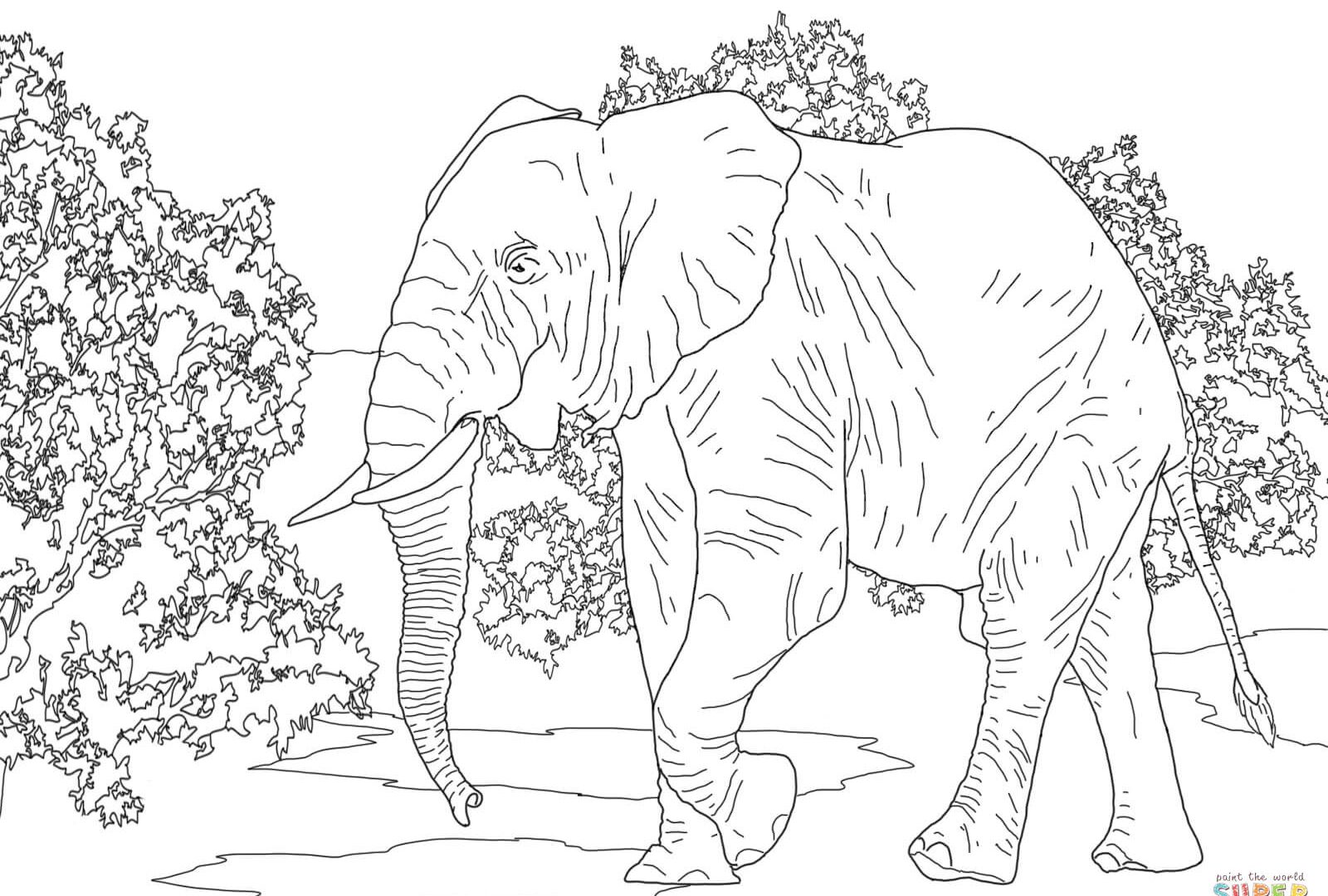 1600x1080 Asian Elephant Clipart Printable Many Interesting Cliparts